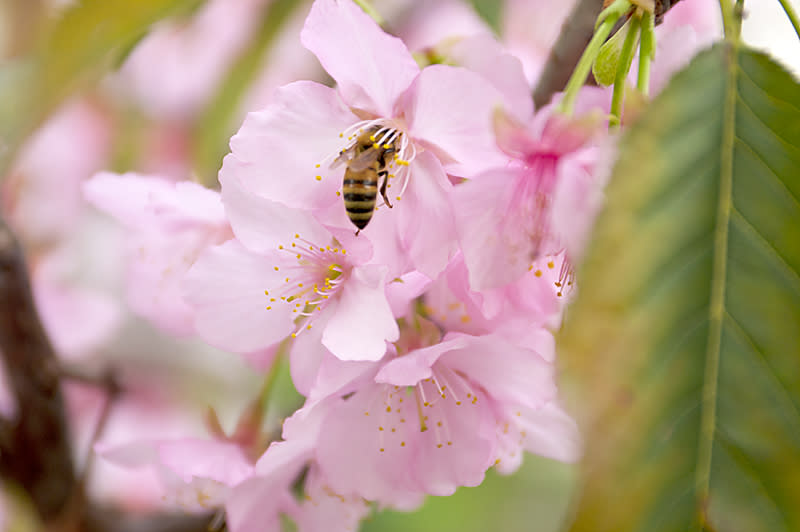 河津櫻(Photo Credit: chifei@Flickr, License: CC BY-SA 2.0，圖片來源：https://www.flickr.com/photos/20086645@N00/5455334922)