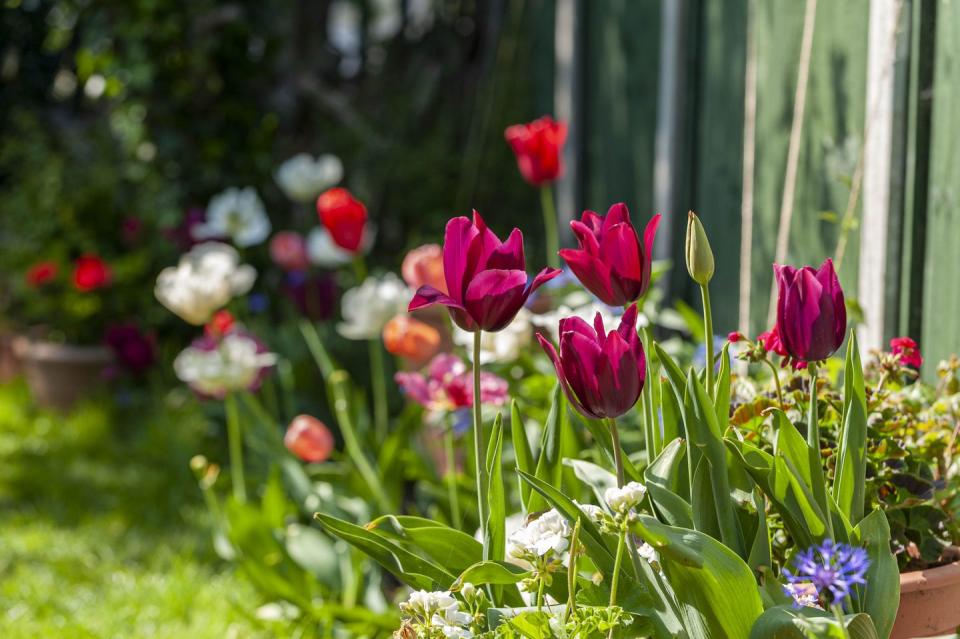 tulips in spring garden