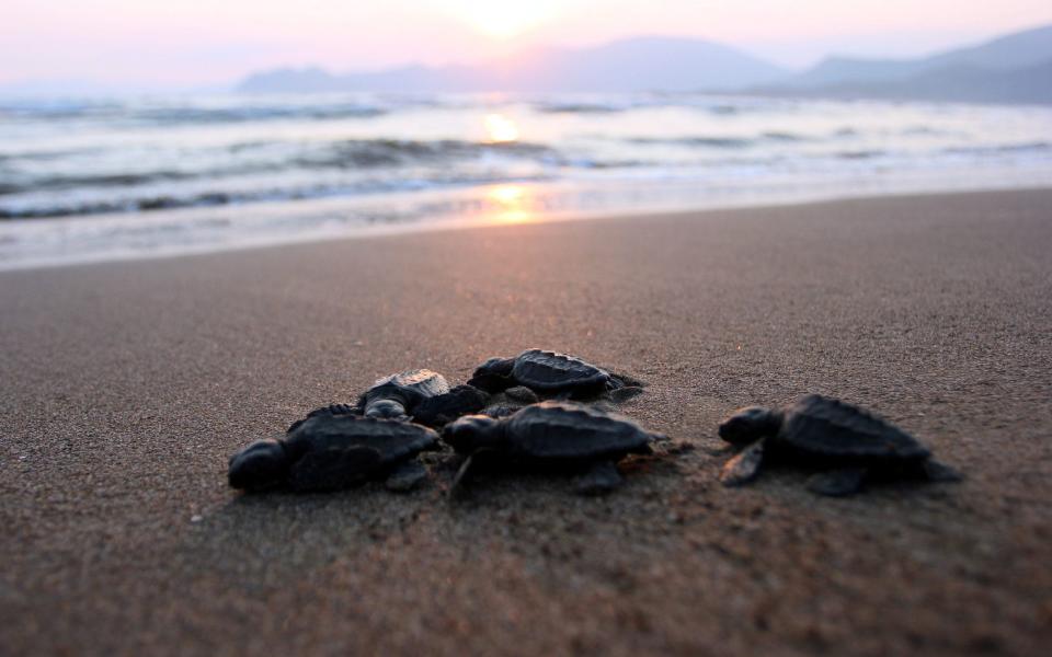 Hatchling turtles at Iztuzu - Getty