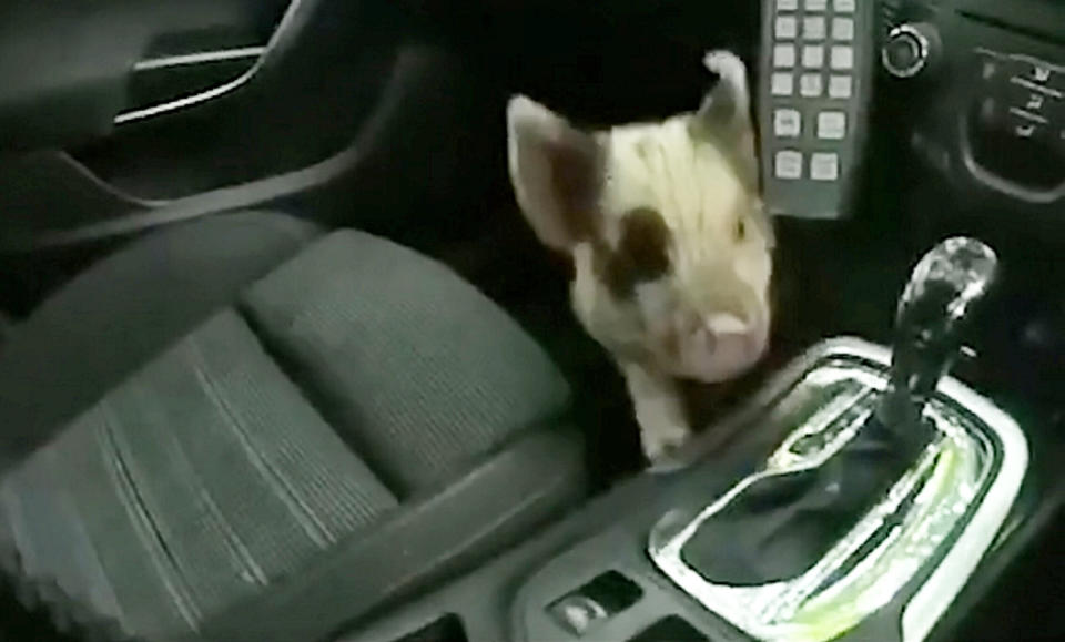 Police saved a piglets bacon after rescuing him from a busy road in Coventry yesterday morning (4 June).  See SWNS story SWMDpiglet.  Cars were swerving to miss the plucky piglet in the Canley area prompting calls to the police.  Local officers sent to the rescue, spotted the little piggy at the junction of Gibbet Hill Road and Kenilworth Road, and managed to bundle him into the footwell of their police car.  PCs Gareth Williams and Simon Seaton named him Oliver, after Oliver Twist, the famous run away orphan!  Oliver was given hogs and kisses to calm him down after his frightful ordeal, and was later taken to the RSPCA in Allesley to be looked after and rehomed with an experienced owner.