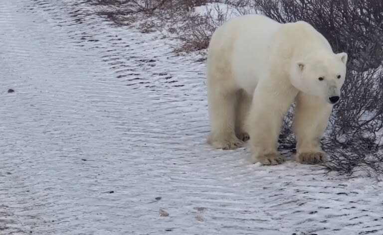 Es común ver a osos polares caminando por las inmediaciones de la aldea de Gales en Alaska.