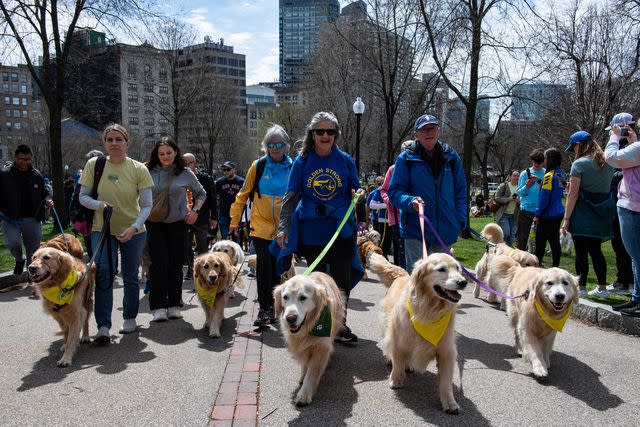 <p>JOSEPH PREZIOSO/AFP via Getty</p> Golden retrievers at golden retriever meetup in Boston, Massachusetts