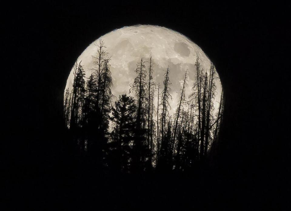 Trees are silhouetted on a mountaintop as a supermoon rises over over the dark sky community in Silverthorne, Colo.