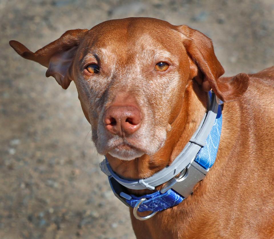 Ruadh, a Hungarian vizsla, wears a tick collar.