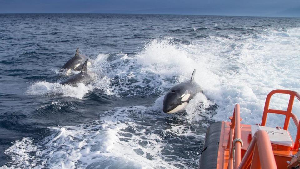 Das undatierte Foto, das vom spanischen Ministerium für Verkehr, Mobilität und städtische Agenda zur Verfügung gestellt wurde, zeigt drei Schwertwale, die neben einem Seenotrettungsboot schwimmen.