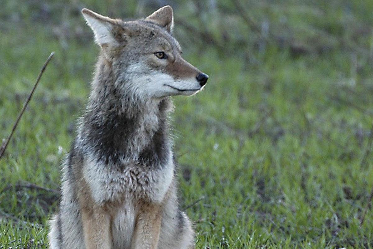 A Ohio man is facing multiple charges in Pennsylvania after allegedly telling a game warden he and another man had shot at them thinking they were a coyote.