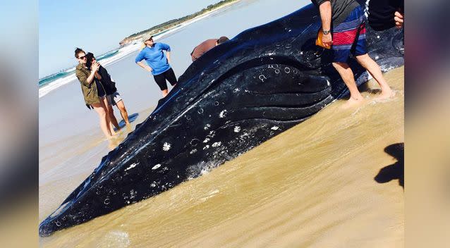 The whale was sadly unable to be saved. Photo: Supplied