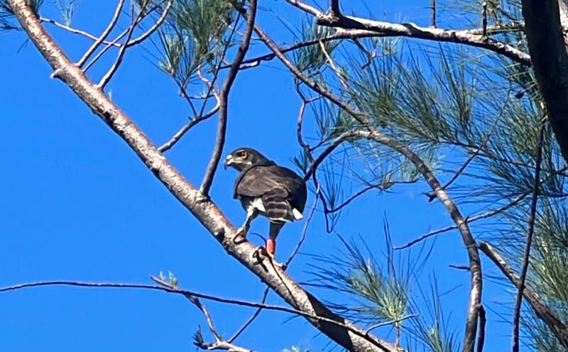 鳳頭蒼鷹落難變禿頭  調養後重返森林公園 一隻鳳頭蒼鷹2022年6月在台東市森林公園落難，胸 部疑似中鉛彈又染疥癬蟎變禿頭，經過1年半調養和 換新羽毛，終於在4日野放回家。 中央社記者盧太城台東攝  112年11月4日 