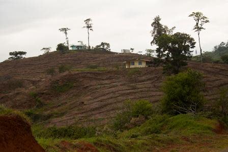 Example of local deforestation -- Photo: Pete Monfre