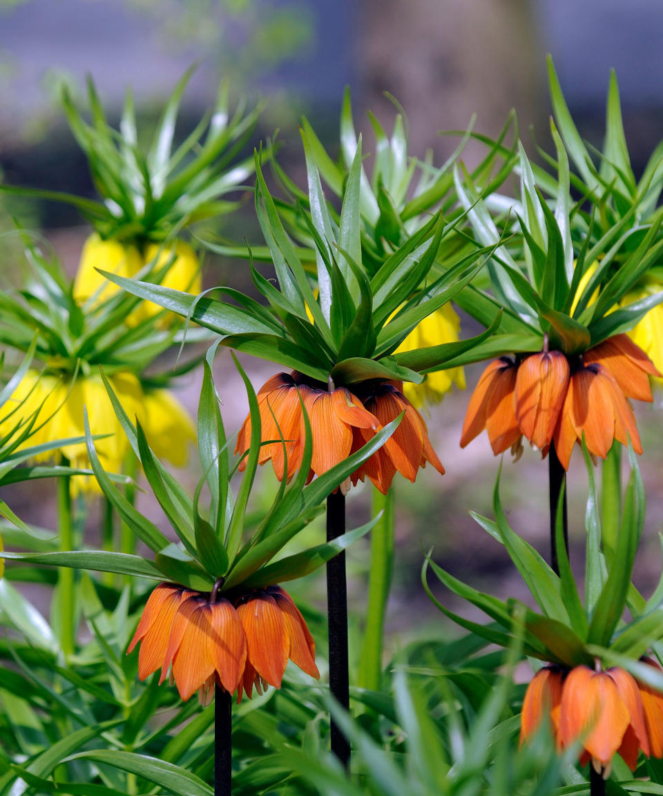 Fritillaria imperialis with yellow and orange flowers