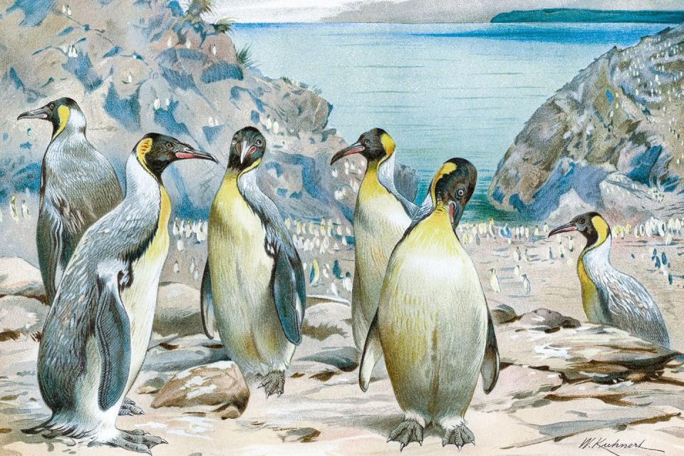 Some extinct penguins grew more than 5 feet tall.