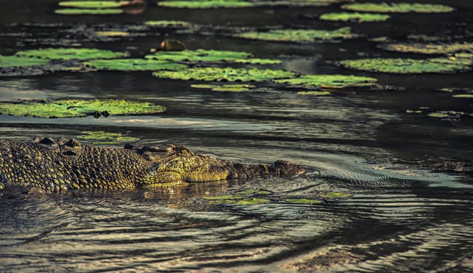 Saltwater crocodiles can live in pretty murky waters. Atosan/Shutterstock