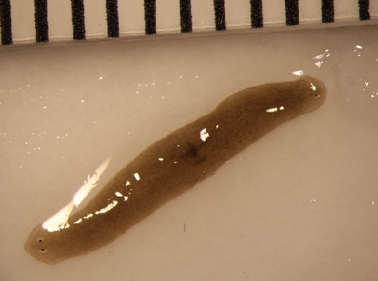 A flatworm sent to space regenerated into a double-headed worm, the researchers claim. Photo: Junji Morokuma