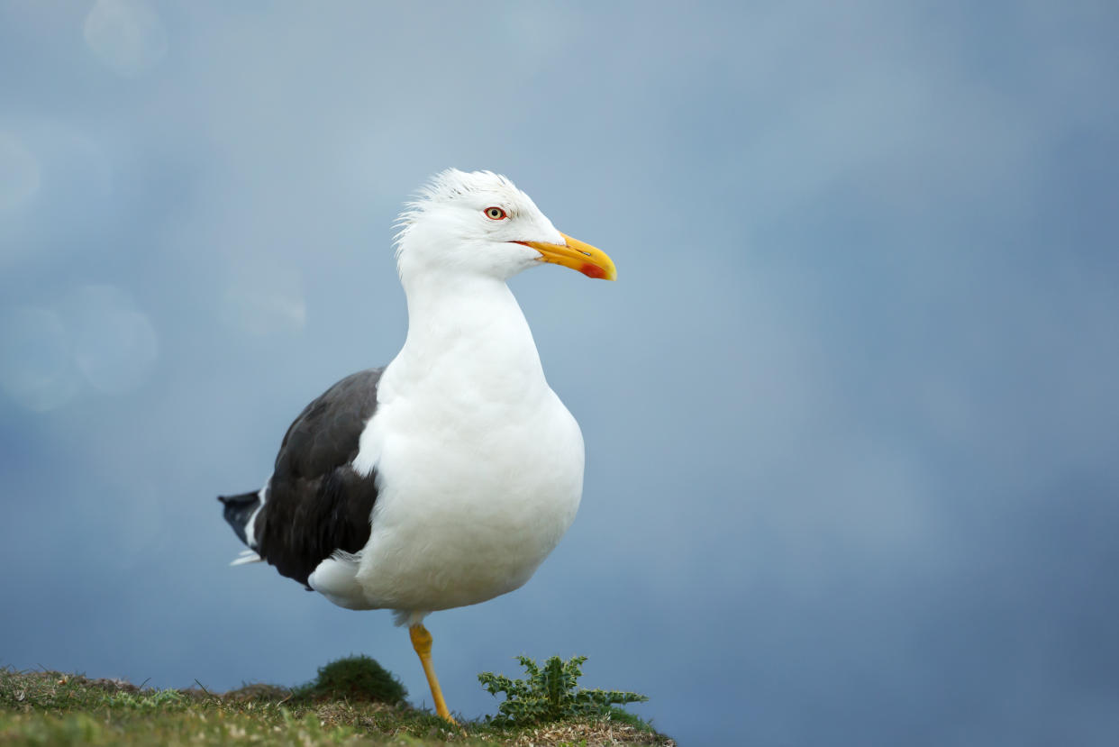 Close up of a great black backed gull against blue background, UK.