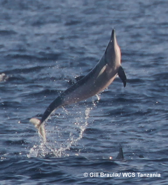 A spinner dolphin soars out of the water off the coast of Tanzania.