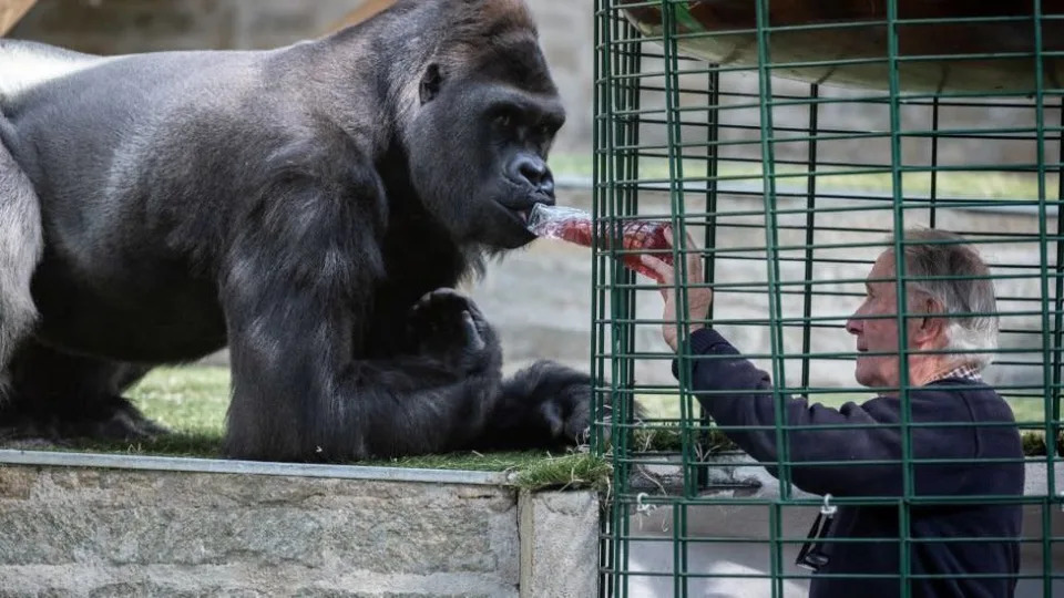一些動物園內的大猩猩也被人感染Covid-19