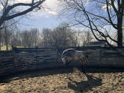 In this photo provided by Josef Lejzerowicz, thoroughbred Freezing Point romps in a pen at Keeneland in Lexington, Ky., March 19, 2023. Freezing Point was euthanized after sustaining a leg injury during a race on the undercard of the Kentucky Derby, May 6, 2023. He was one of two horses to die from injury that day and among 12 over the past month at the home of the Derby. (Laura Lejzerowicz via AP)