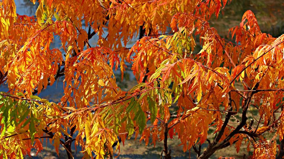 cutleaf staghorn sumac hudson gardens colorado