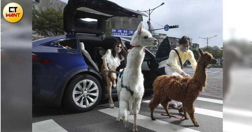 羊駝麥可（左）、Gaga（右）經常跟著王宥忻家人搭車外出，非常習慣外界環境。（圖／莊立人攝）