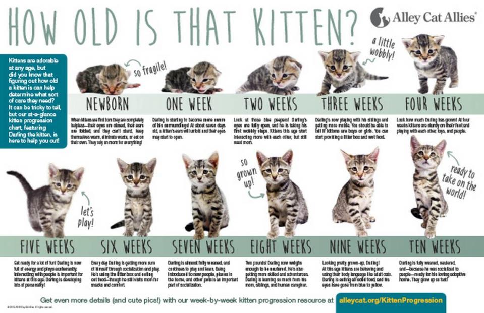 Alleycat.org gets a timeline of what a kitten is going through after being born and when to help it. Courtesy photo/The Cat House on the Kings