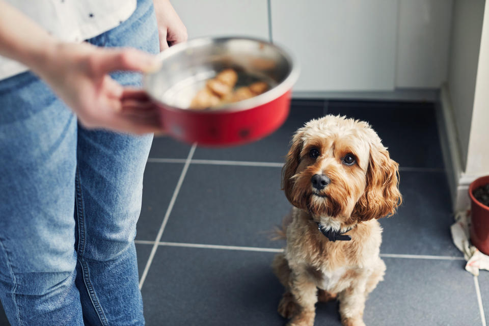 Woman feeding her pet dog training him to wait for his food