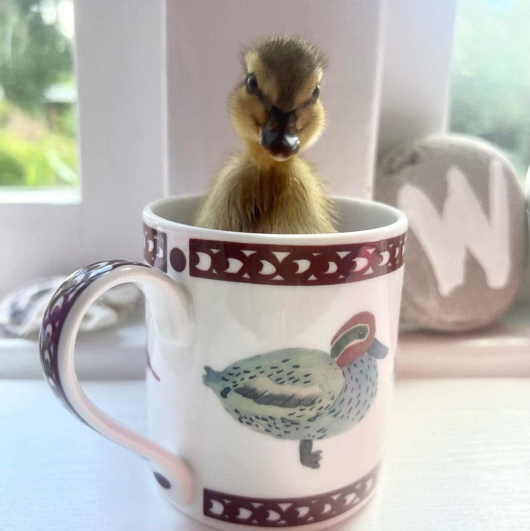 Mrs Johnson has been documenting the progress of the ducklings to her 90,000 Instagram followers