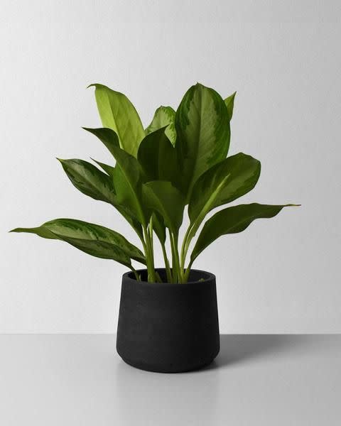 7) Aglaonema Silver Bay