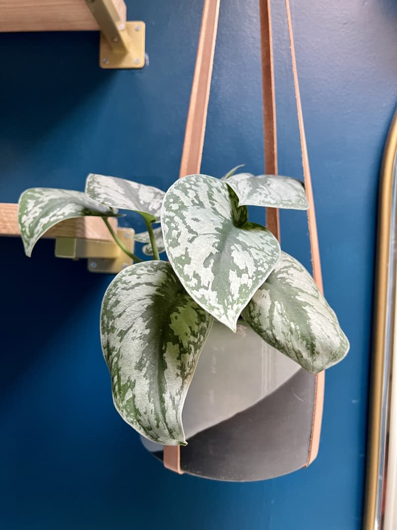 Satin Pothos plant in hanging planters with leather straps