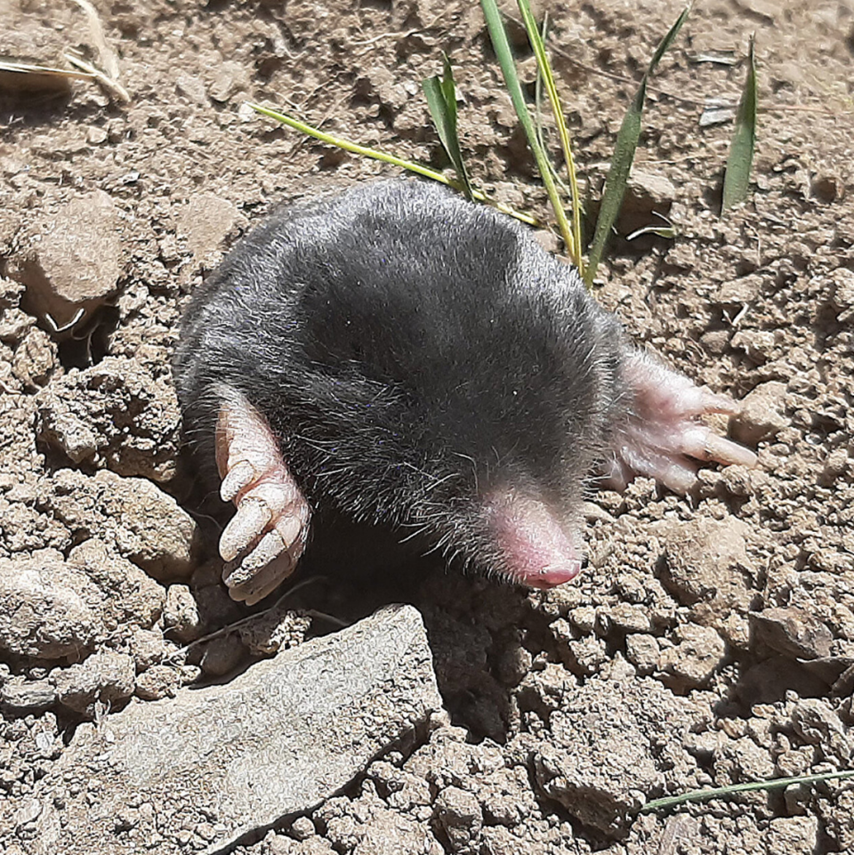 One of the new species, Talpa hakkariensis, pictured here in the Hakkari region of Turkey.