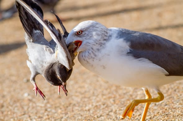 'Killer seagull' in Hyde Park drowning pigeons and eating them