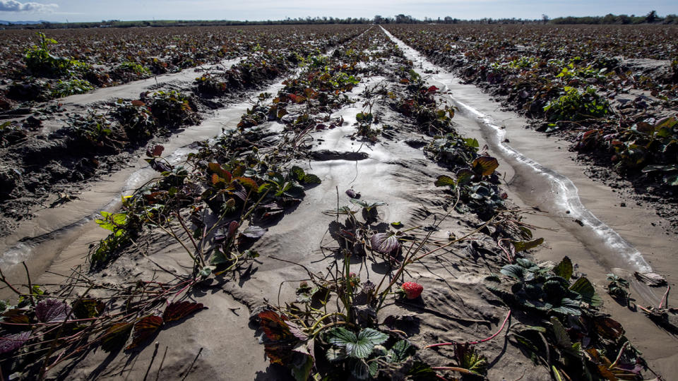 Damaged strawberry fields 