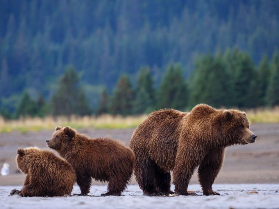 2) Grizzly Bears