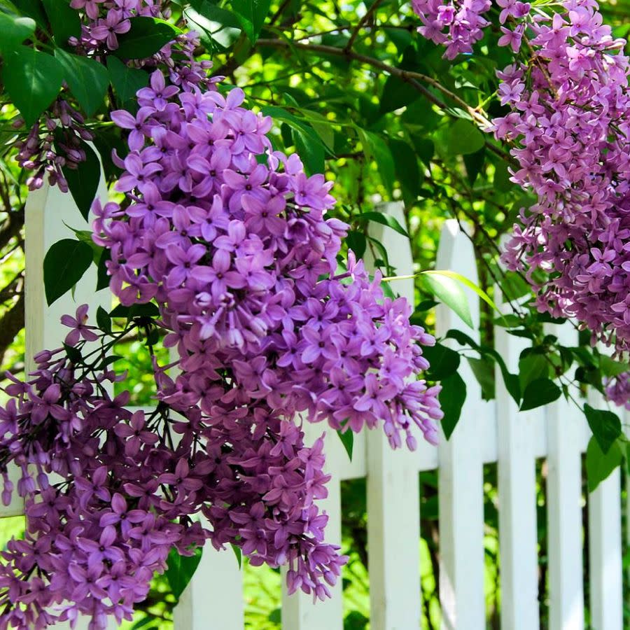 Сирень Lilac Sunday