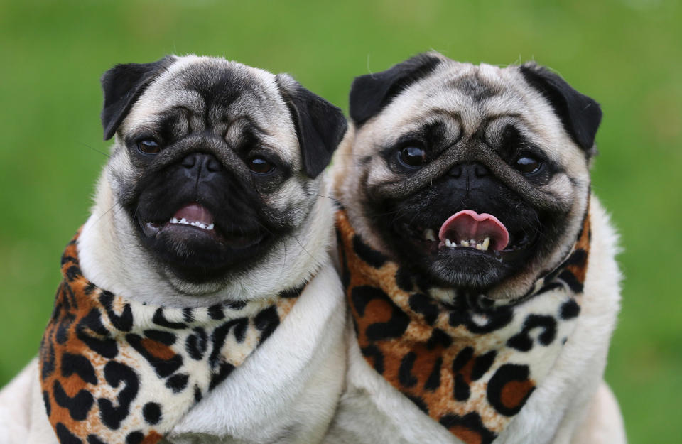 <p>Two pugs pose during a photo call for the fair ”Dog & Cat” in Dortmund, Germany, May 12, 2017. The fair with 170 exhibitors will take place in the Westfalenhalls from May 19th to the 21st of 2017. (Photo: Ina Fassbender/DPA via ZUMA Press) </p>