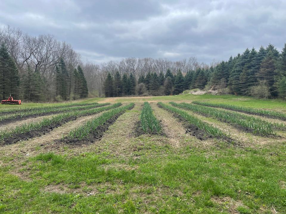 Garlic grows in rows at the Half Fast Homestead farm in Howell Township Monday, May 2, 2022.