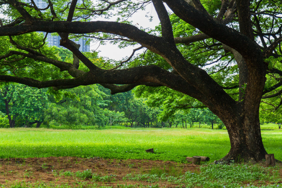 A tree leaning to the side