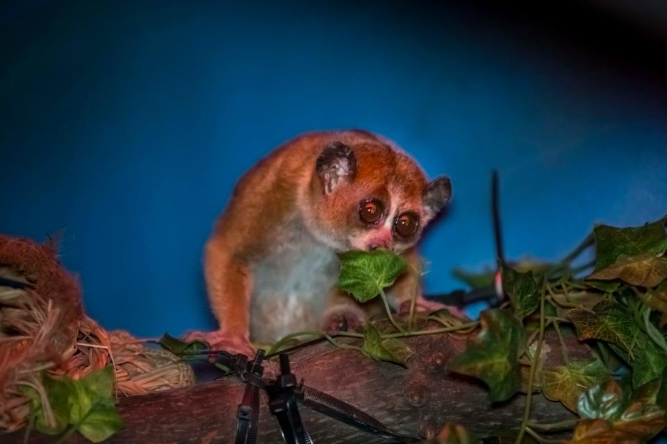 The Milwaukee County Zoo has two pygmy slow lorises in the small mammal building. Slow lorises are the only known primate to be venomous.