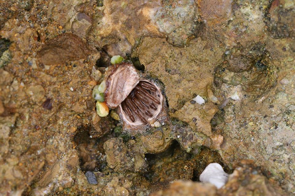 巴利澤敖海穴蛛會在夜間於巢穴洞口蟄伏。（圖：生物多樣性研究所提供／羅英元攝）