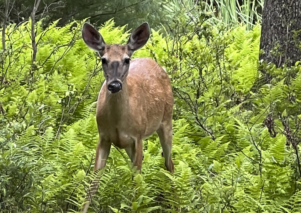 This June 25, 2023, image provided by Jessica Damiano shows a deer standing in a patch of ferns in Hawley, Penn. (Jessica Damiano via AP)