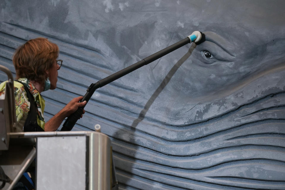 Trenton Duerksen vacuums around the eye of a life-sized model of a blue whale at the American Museum of Natural History in New York, Tuesday, July 19, 2022. The iconic 94-foot model, installed in 1969, hangs from the ceiling surrounded by exhibits on ocean life. (AP Photo/Seth Wenig)