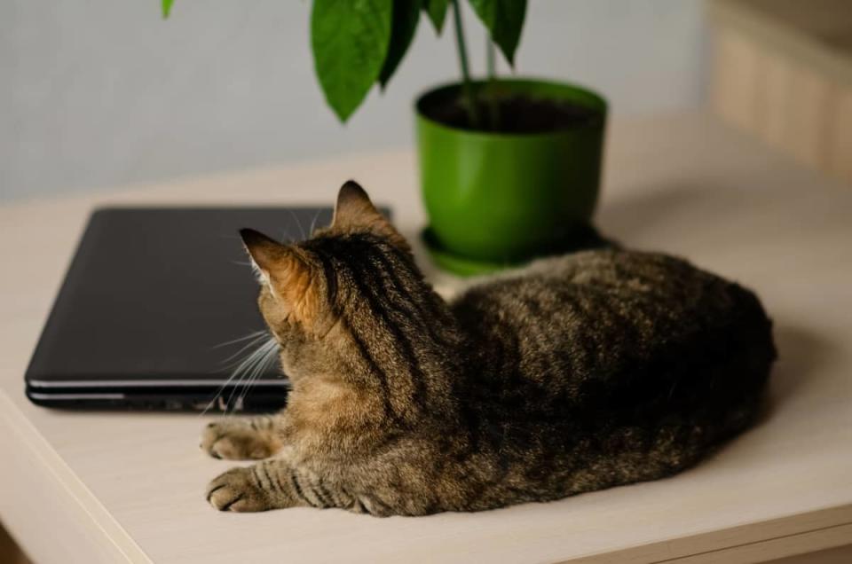 Cat Stops Owner From Working on Laptop