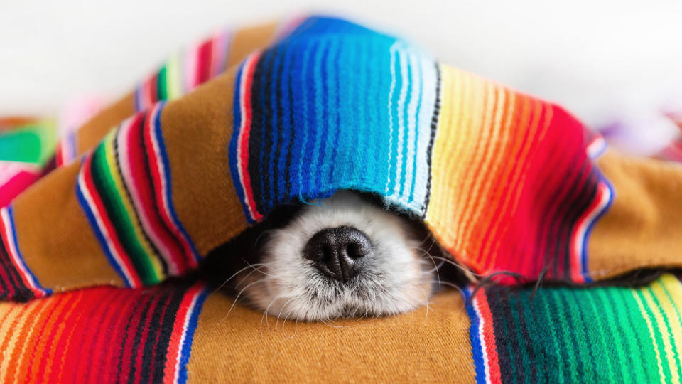Dog's nose peeping out of a blanket