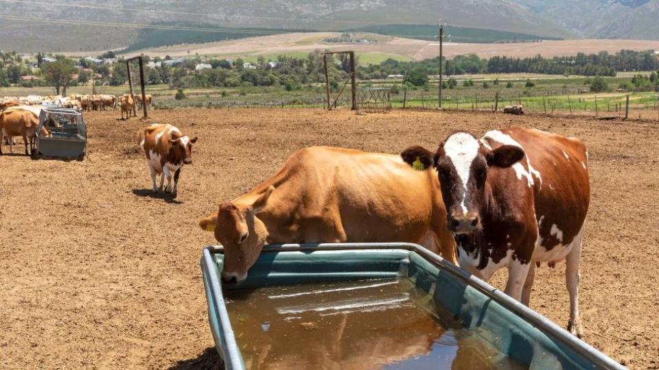 Cows at a South African farm