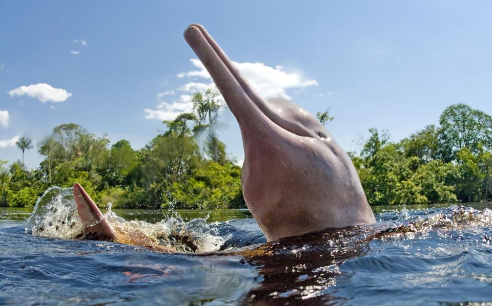 Jacqui spotted wildlife like this pink river dolphin