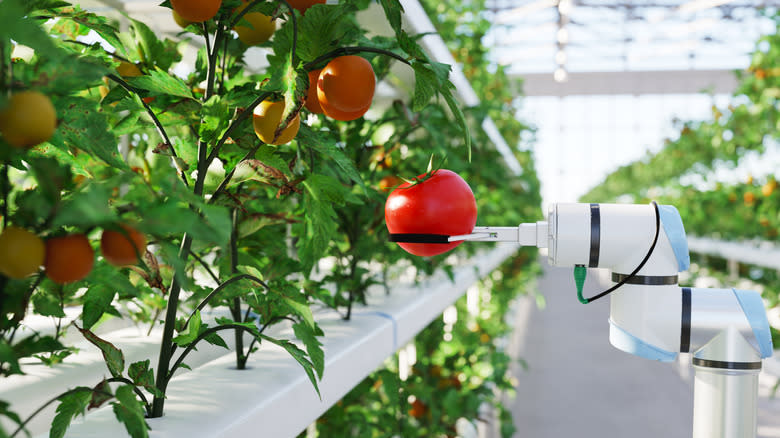 Hydroponic robot picking tomato in a facility