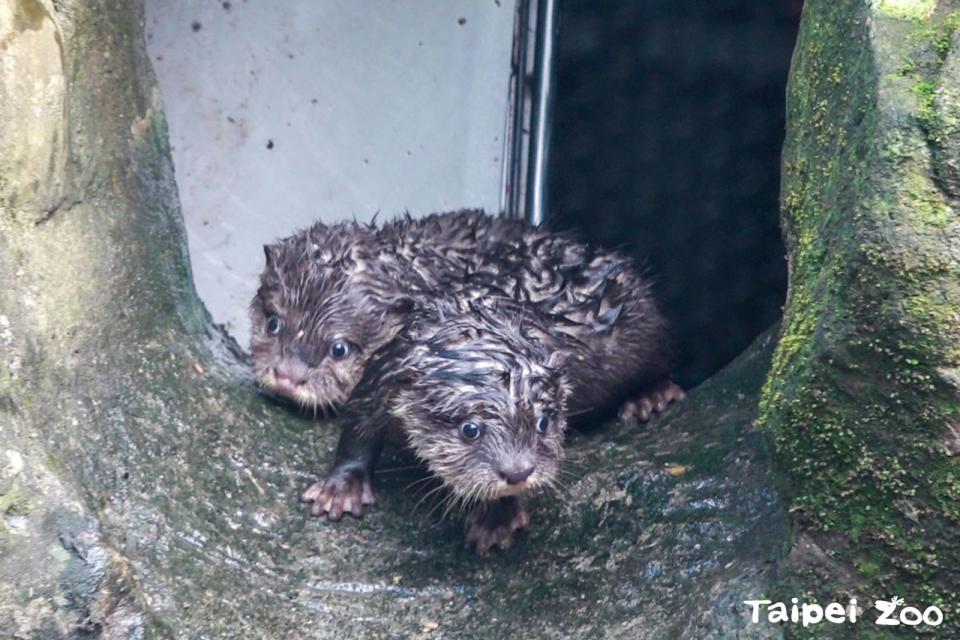 水獺寶寶們到戶外探索，對一切事物感到好奇。（台北市立動物園提供）