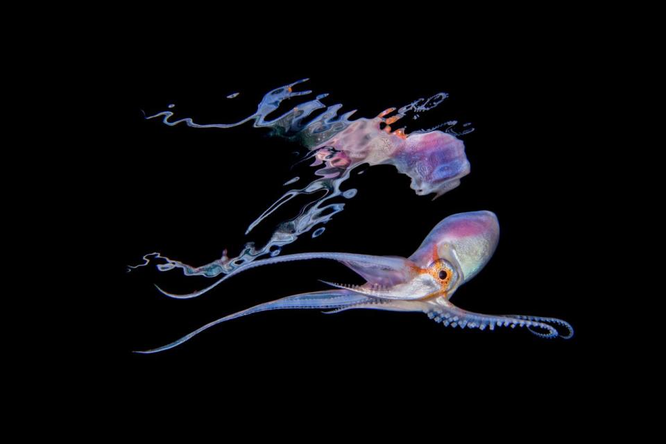 <p>Un Termoctopus gracilis en las aguas de los alrededores de Anilao, Filipinas (Foto: Cai Songda / Caters News). </p>