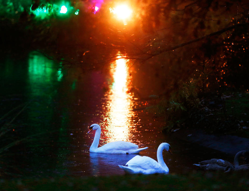 Swans in Frankfurt, Germany