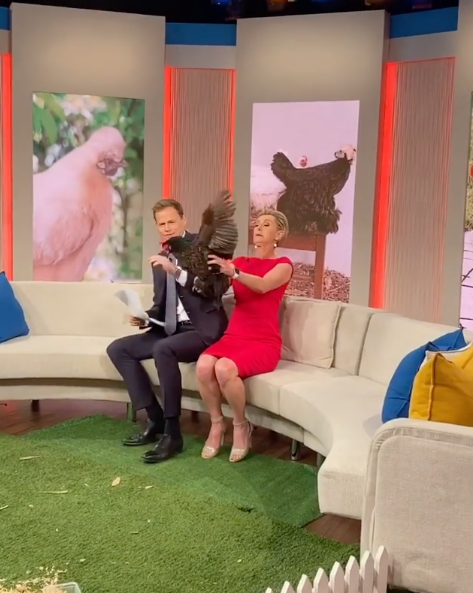 Deb's feathered friend takes flight on-air. Photo: Channel 9.