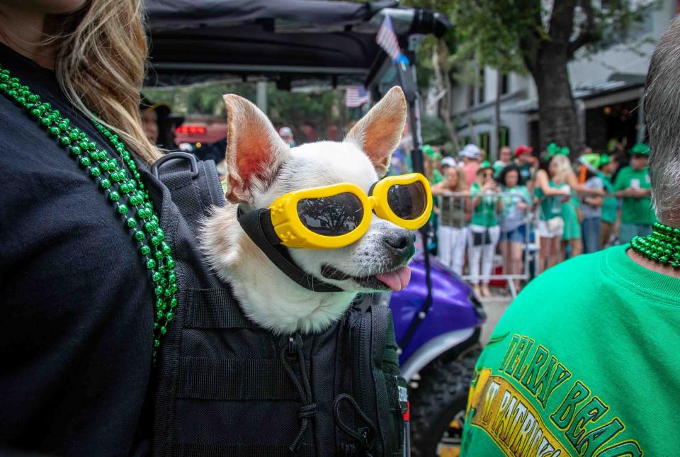 Peanut, a 14 year-old chihuahua, rides along Atlantic Avenue during the 2023 Delray Beach St. Patrick's Day Parade on Saturday, March 11.